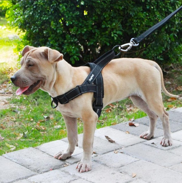 Adjustable Dog Harness - Flair