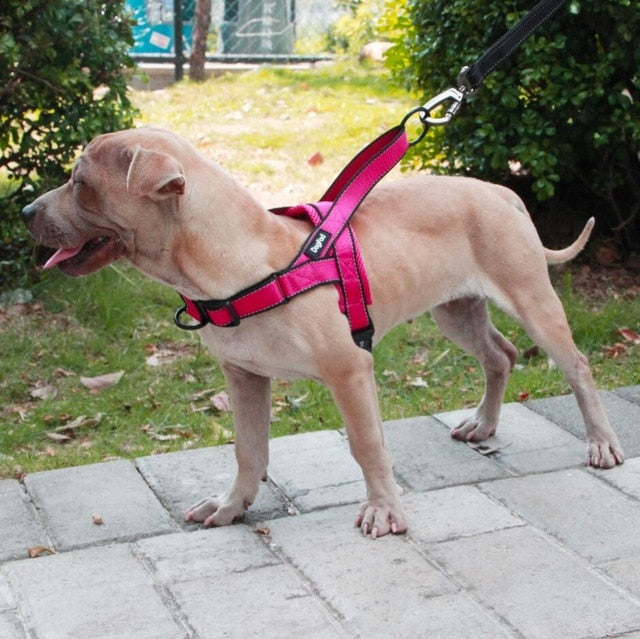 Adjustable Dog Harness -  Flair 